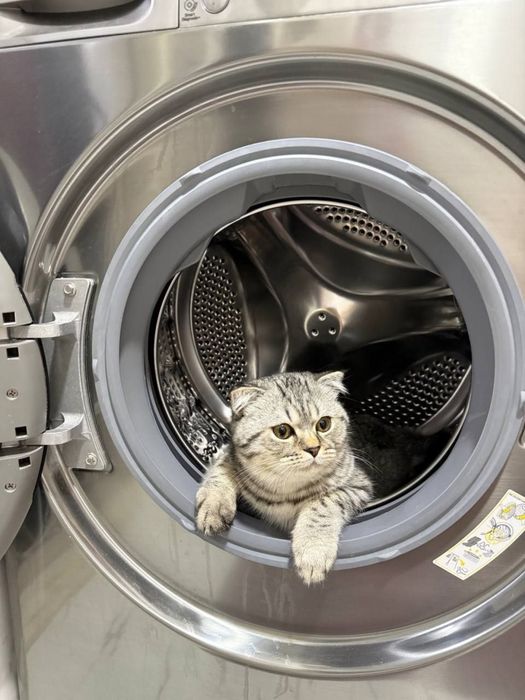 Серебристый шиншилла 8 месяцев