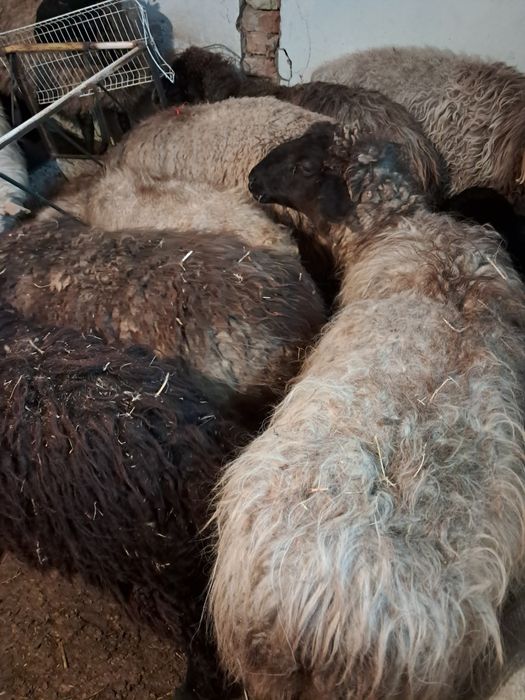 Буаз ,қозылы қойлар сатылады