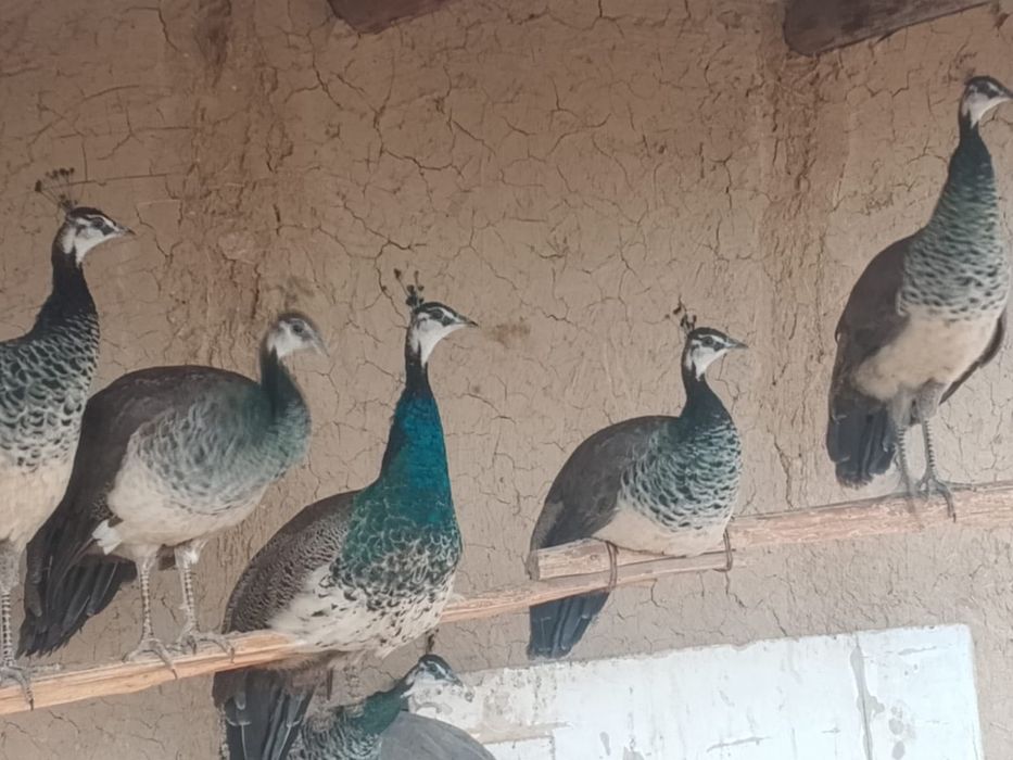 Павлины Самка/Самец