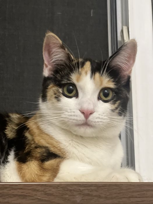 Скоттиш страйт кошка