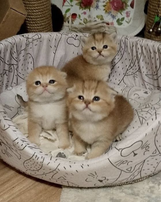 Золотая шиншилла