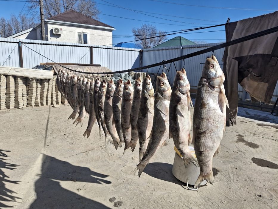 Веленое рыба жерих