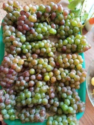 Виноград  садовый