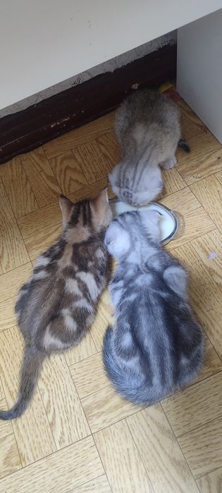 Отдам кошку в добрые руки