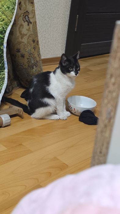 Кошку в хорошие руки