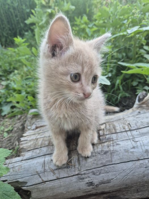 Отдам милых котят