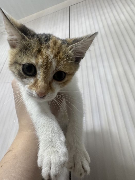 Котенок ищет дом