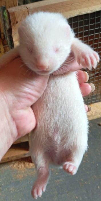 Щенки хорька.  Резерв