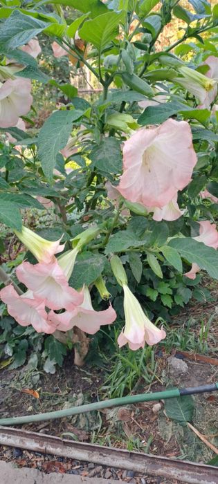 Цветы Сад Огород