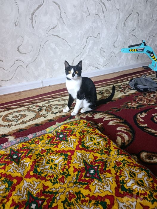 Мушук сотилади жуда ойноки