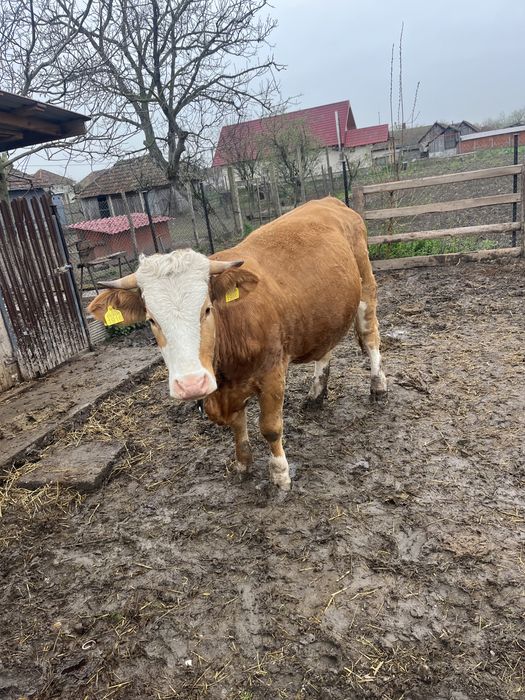 Vand vaca de 3 ani geatanta