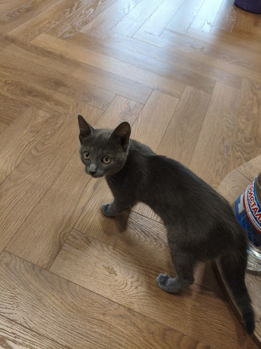 Котик бесплатно отдам В хорошие руки