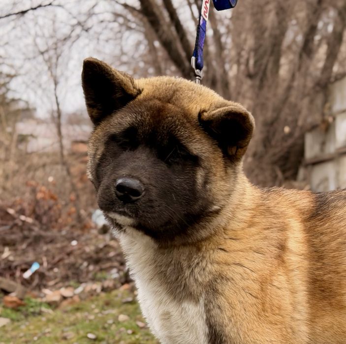 Щенки американской акиты