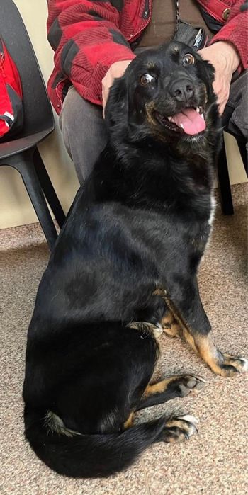 ZUMI, metis talie medie, pui