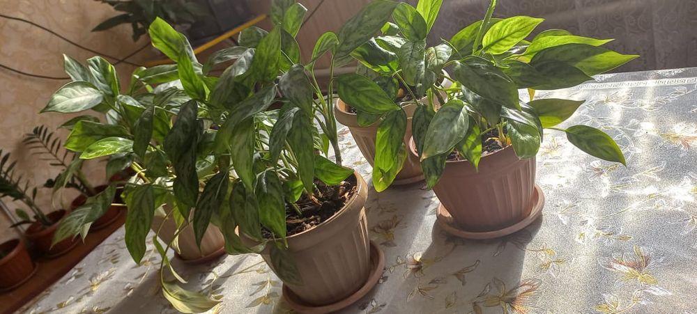 Комнатные растения