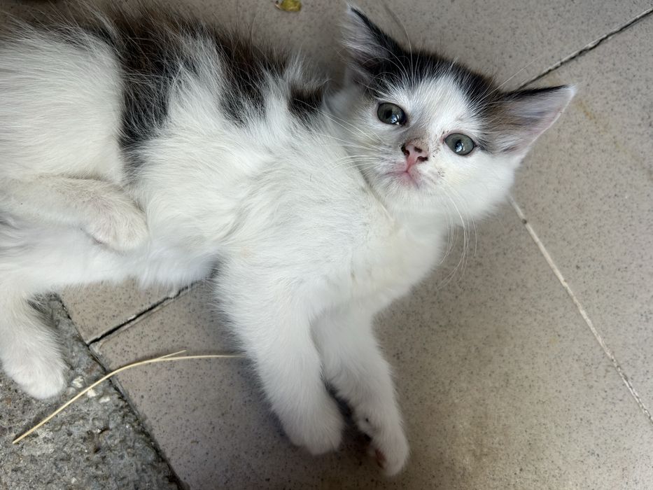 Подарявам  малки котета