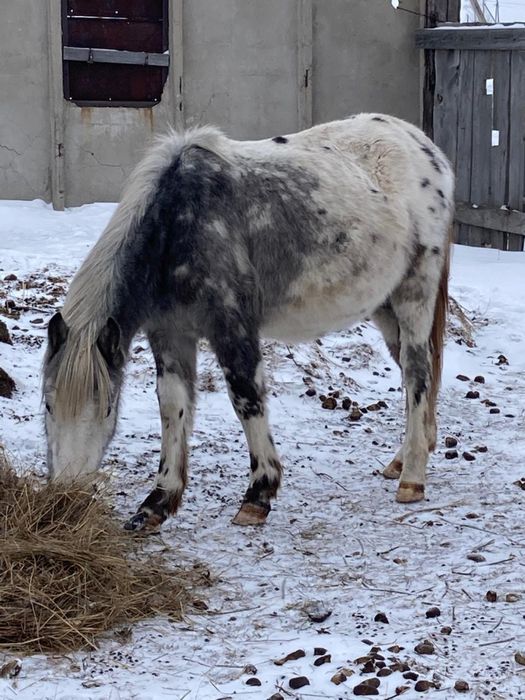 Продам лошадей тай