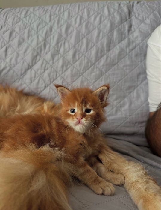 Pui maine coon rasa pura pedigree
