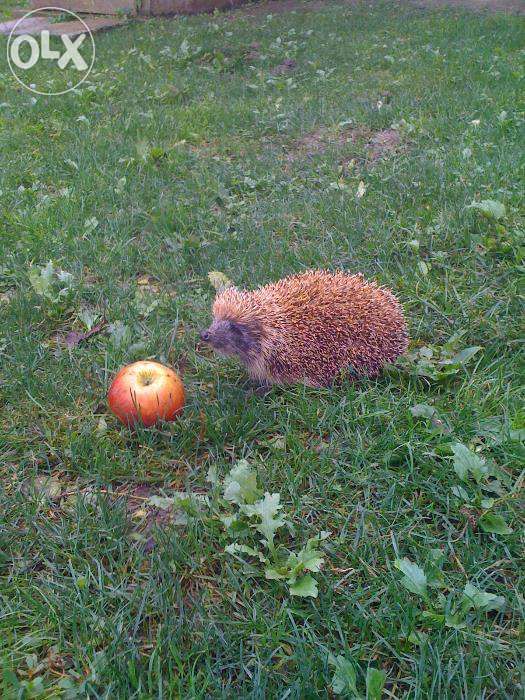 vind pomi fructiferi altoiti