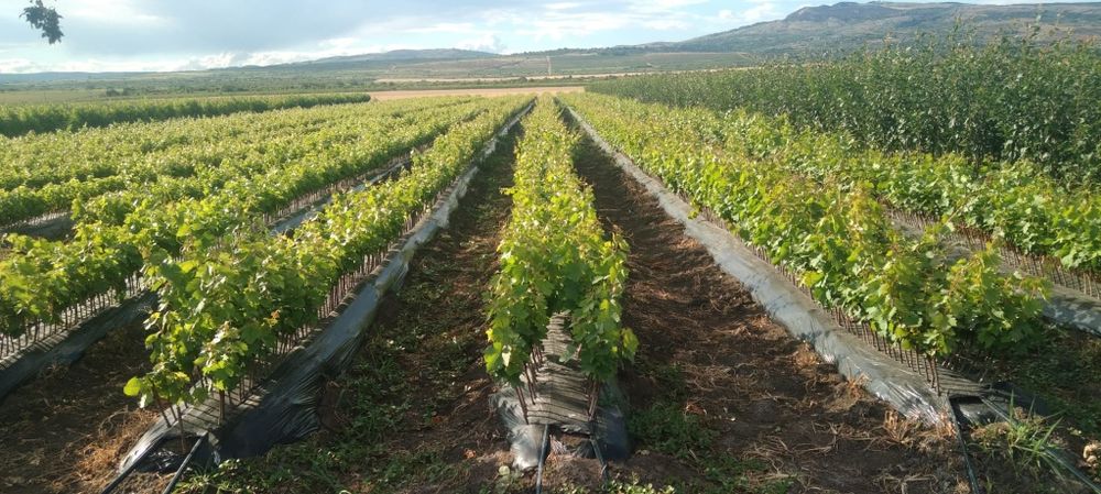 Butasi vita de vie anul 2 și anul 3