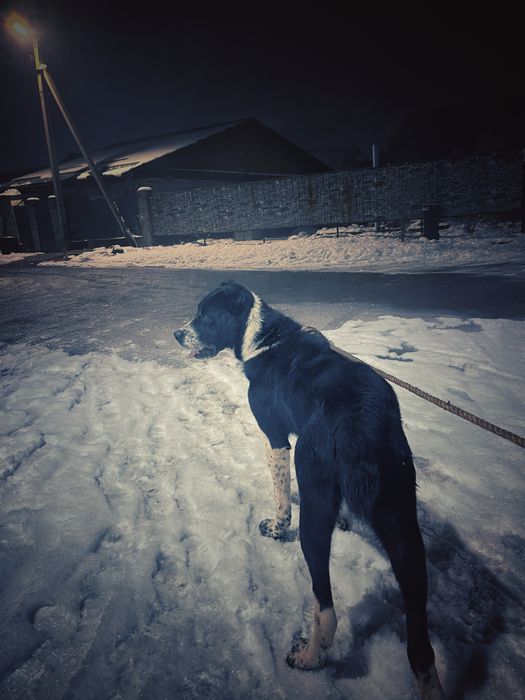 Алабай сатылады бойцовский