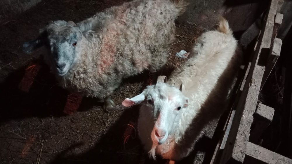 3 козы 2 баронухи