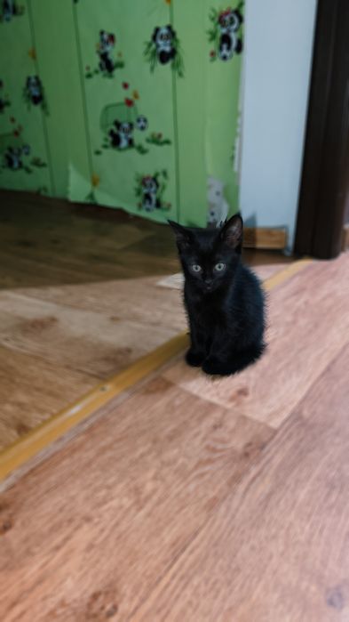 Шотландские котики 2 месяца