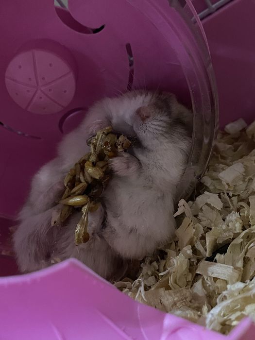 Хоми ищет добрые ручки