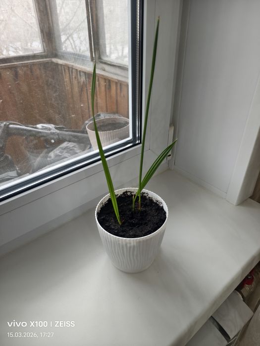 Продаю пальму...