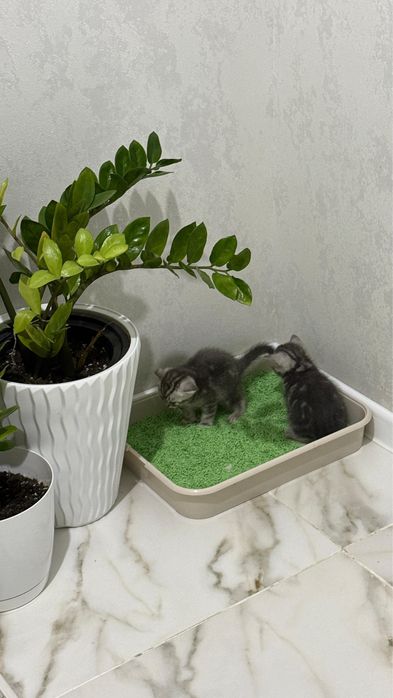 Продаются шотландские котята