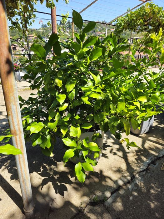 Лимоново дръвче плододаващо - различни размери