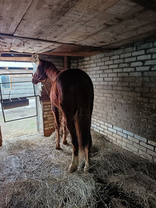 Жеребчк на иноходи 2 г