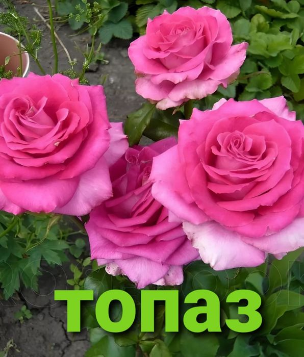 Розы укоренённые