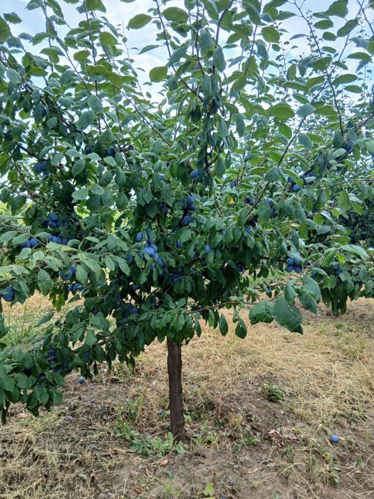 Prune. Soi Piteștean și centenar.