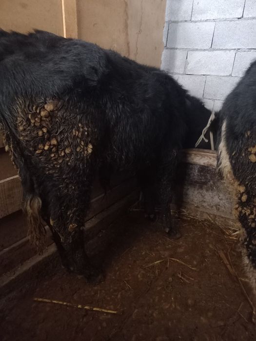 Продам быков, бука