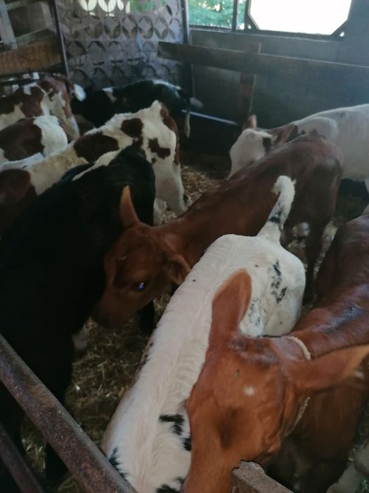 Vând viței sugari una trei săptămâni