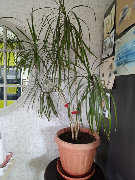 Цветы комнатные большие