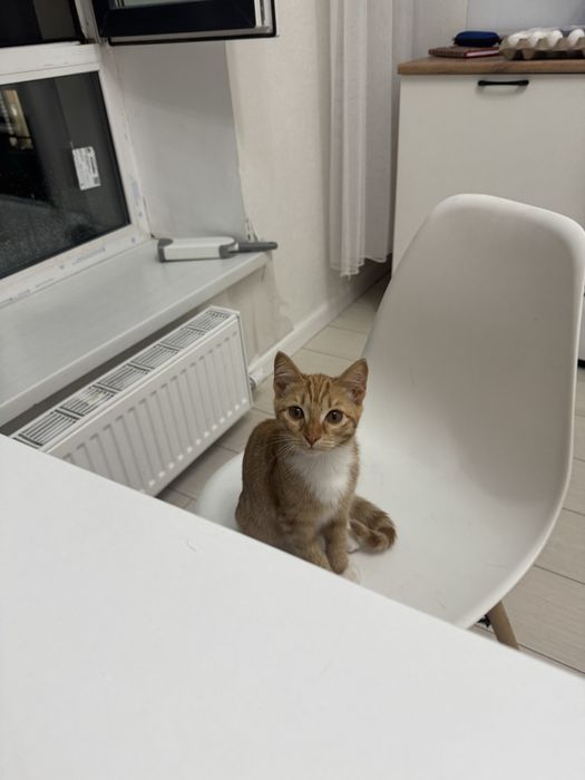 Кошка 6 месяцев