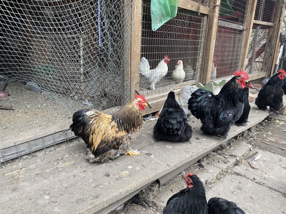 Cocos cochinchina pitic