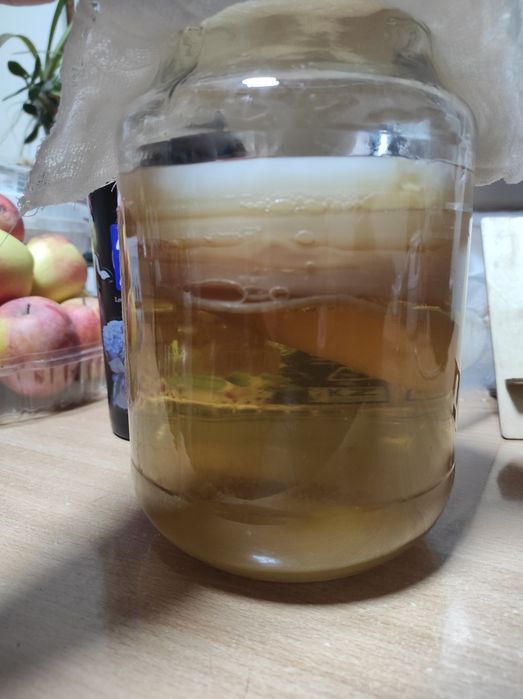 Чайный гриб       .