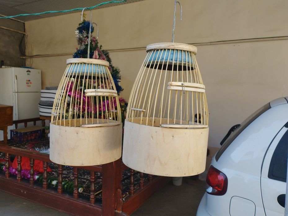 Bedana toʻrqovoq Toshkenda