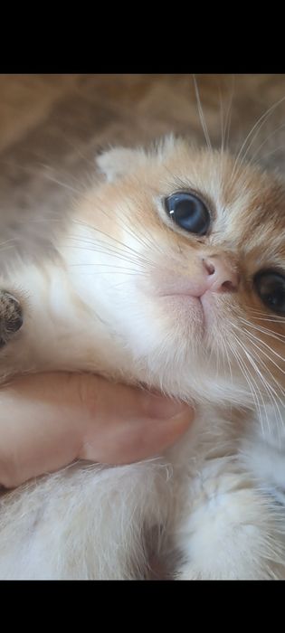 Котята от правильной вязки