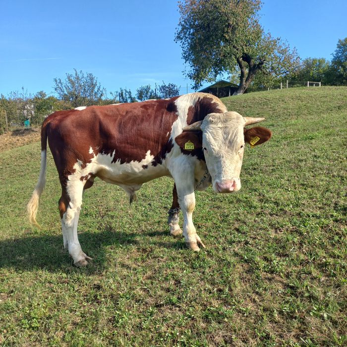 Vând taur bălțat