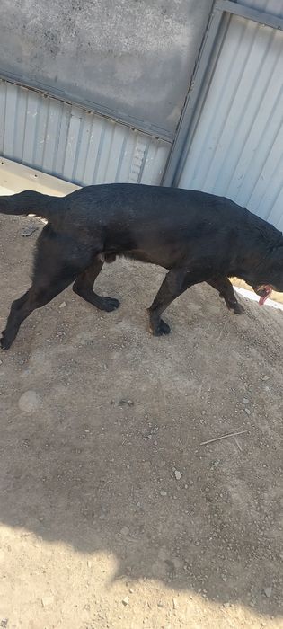 Итальянского Кане Корсо 6 мес мальчик