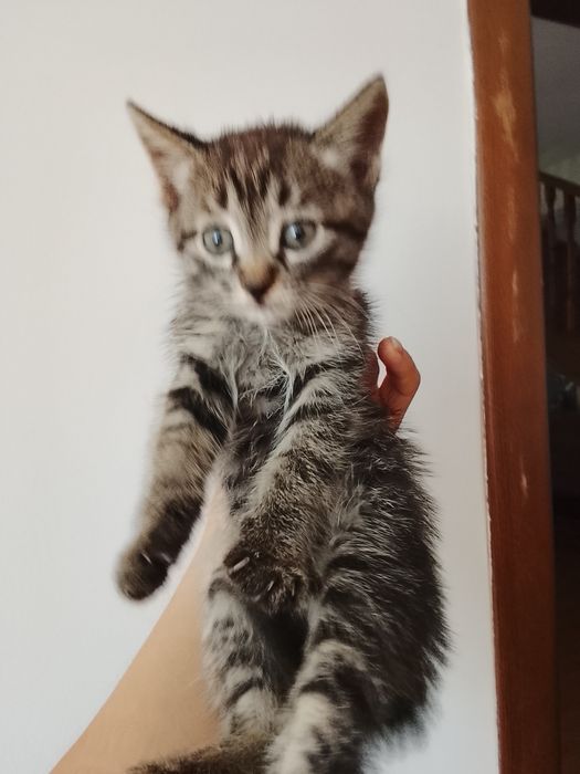 Котята в хорошие руки