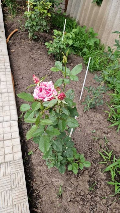 Отдельно стоящий дом