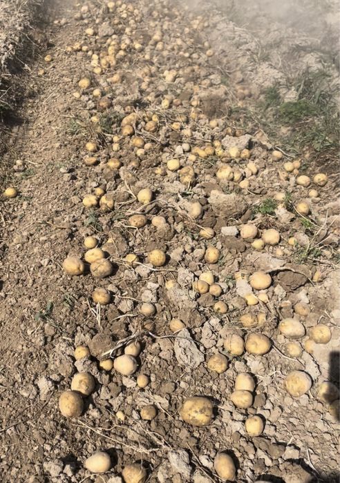 Семена картофеля Коломбо