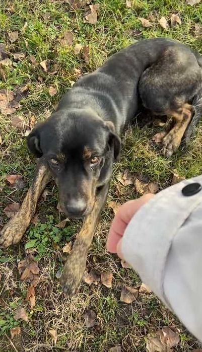 Câine de pază pentru adopție