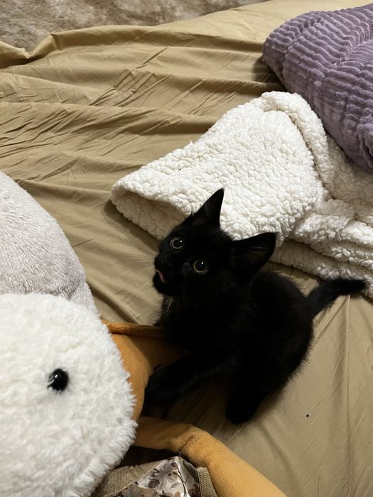 Котенок маленький