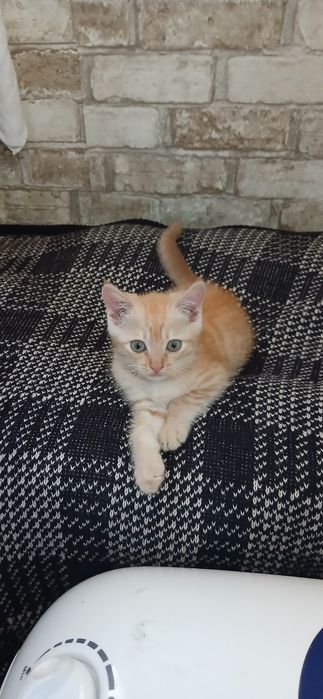 Отдам красивеньких котят